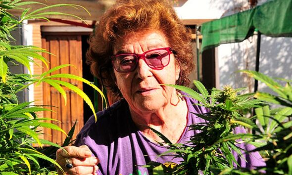 Abuela Marihuana