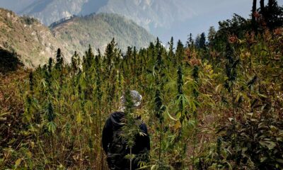El cannabis en Nepal