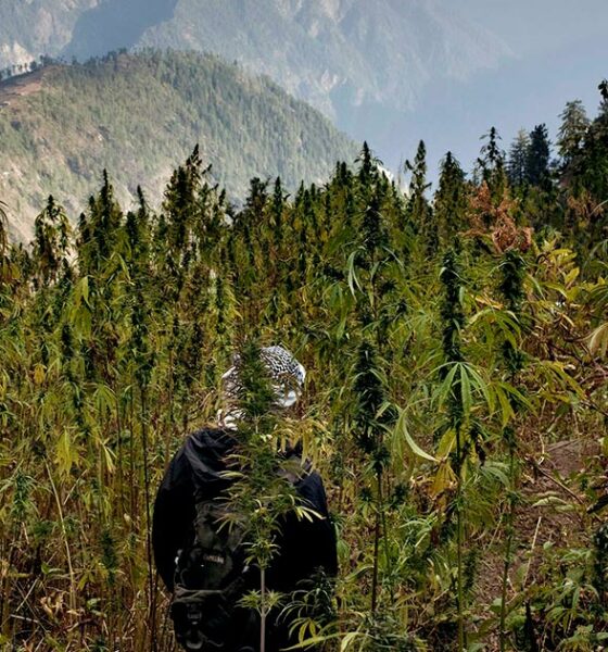 El cannabis en Nepal