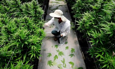 Cultivo de cannabis medicinal en Malasia