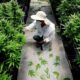 Cultivo de cannabis medicinal en Malasia