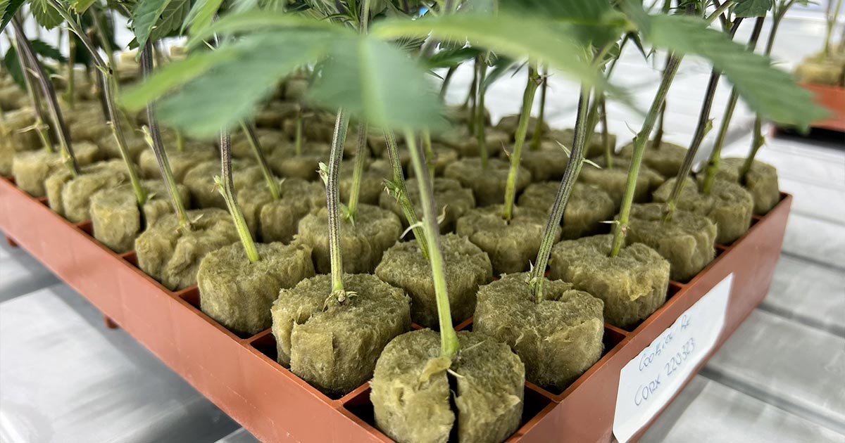 Clones de cannabis en Terranova
