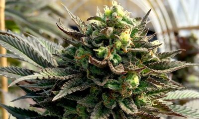 El cultivo de cannabis en California