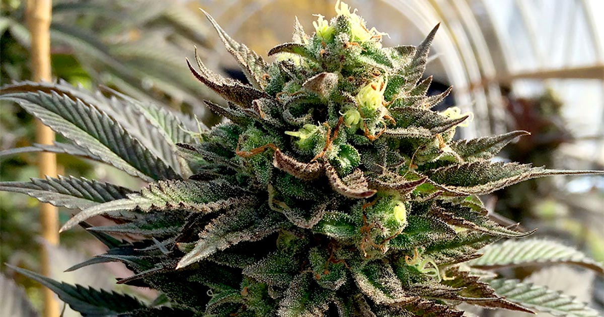 El cultivo de cannabis en California