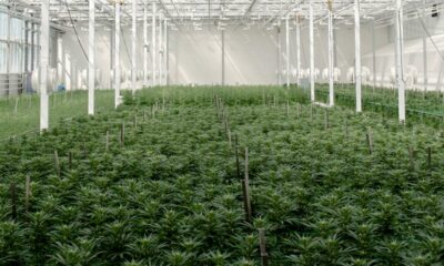 Cultivo de cannabis medicinal en Dinamarca