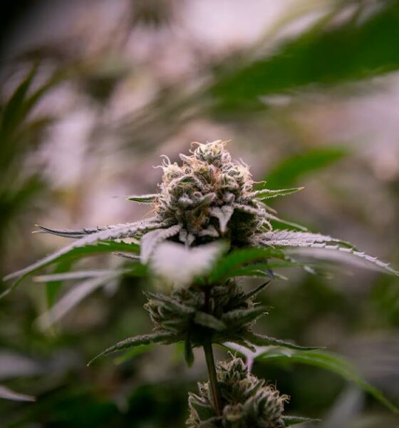 Legalización del cannabis y reducción de las drogas