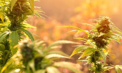 Cannabis medicinal Uganda