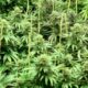 El cannabis en Zimbabue