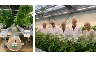 Cultivo de cannabis medicinal en Francia