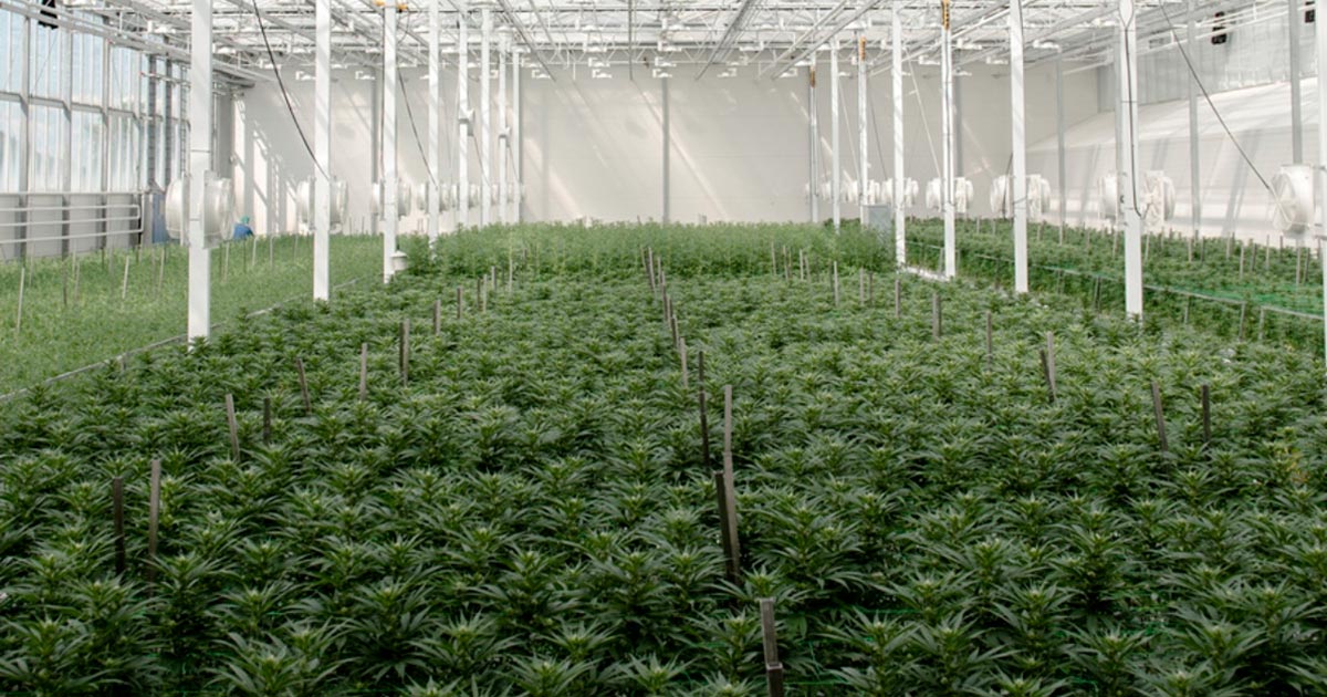 Cultivo de cannabis medicinal en Dinamarca