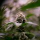Legalización del cannabis y reducción de las drogas