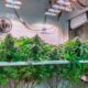 Autocultivo de cannabis en Luxemburgo