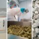 Materia exporta cannabis a Alemania
