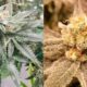 Variedad de cannabis modificada
