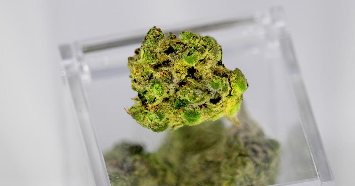 La legalización del cannabis y las grandes farmacéuticas