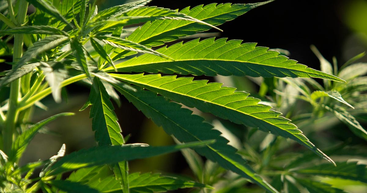Legalización del cannabis en Colombia