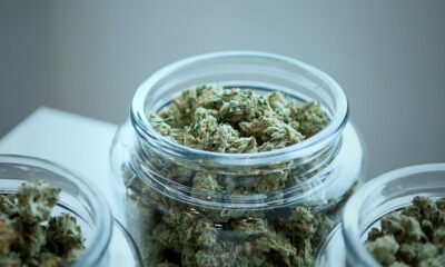 Estudio independiente sobre el cannabis