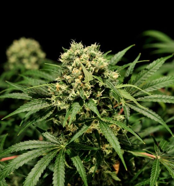 Legalización del cannabis en Australia