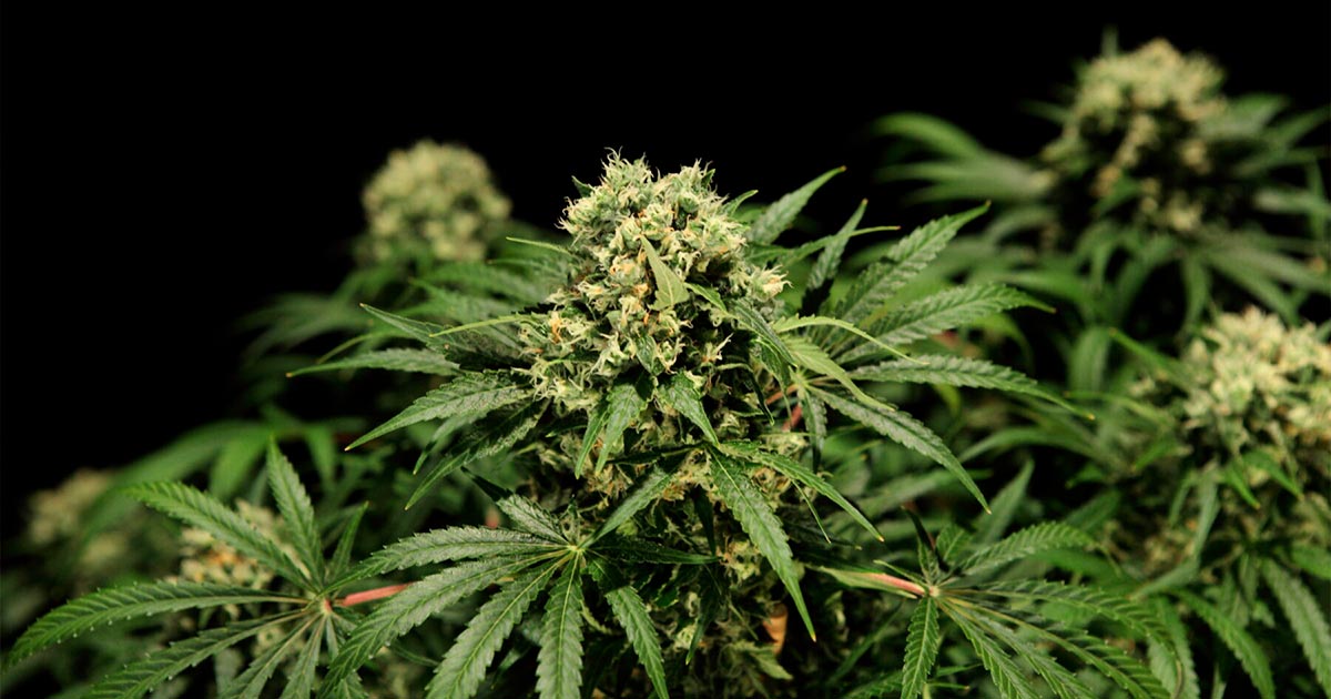 Legalización del cannabis en Australia