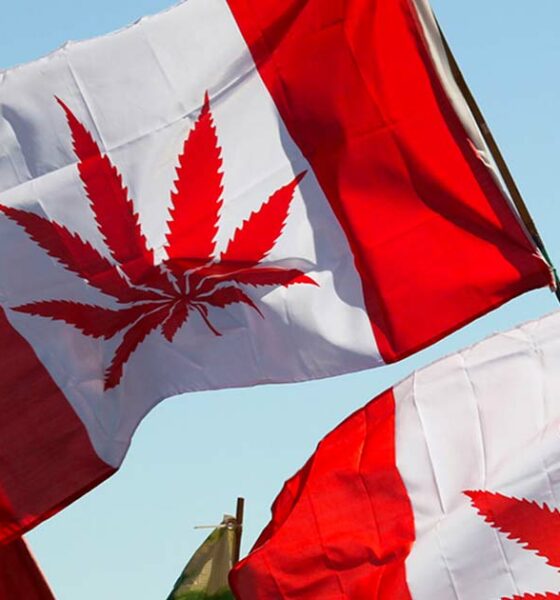 4 años de legalización del cannabis en Canadá
