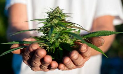 Cultivar cannabis en casa en Canadá