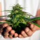 Cultivar cannabis en casa en Canadá