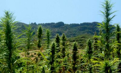 Licencia de cannabis en Marruecos