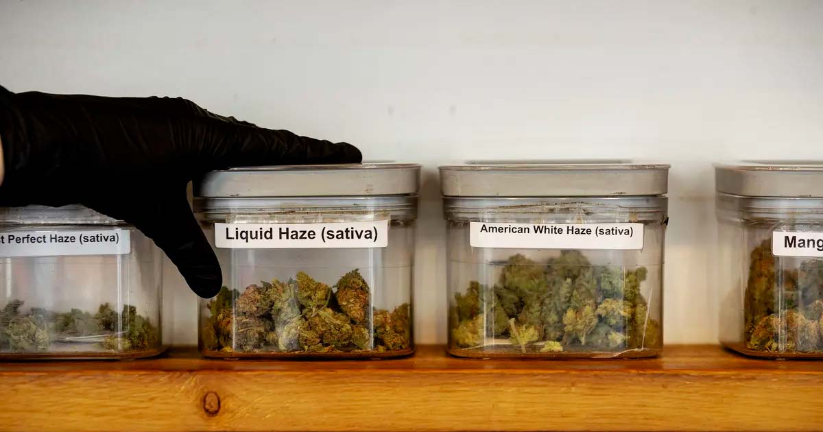 Experiencia en la producción legal de cannabis