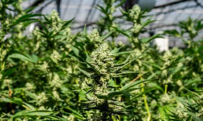 El cannabis y su cultivo comercial en EE.UU.