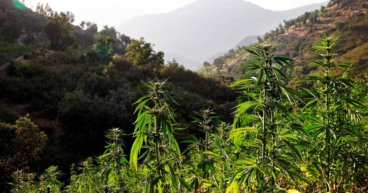 Cultivo de cannabis en Marruecos