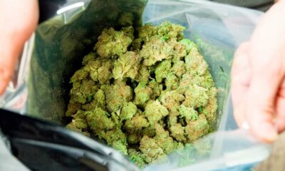 Comisión suiza para la legalización del cannabis