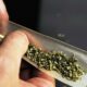 Tendencias del consumo de cannabis en Francia