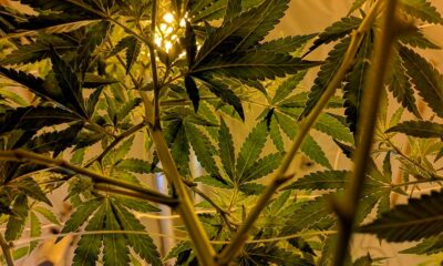 El CESE pide la legalización del cannabis