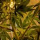 El CESE pide la legalización del cannabis