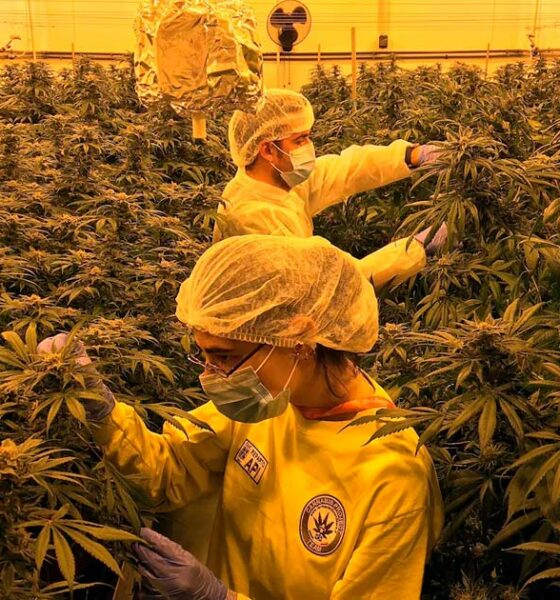 Cultivo de cannabis por el ejército italiano