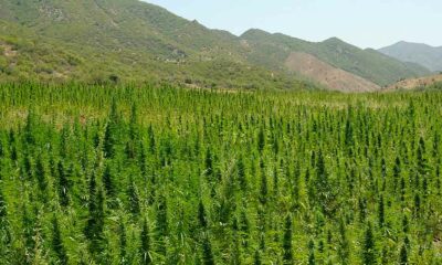 Licencias de cannabis en Marruecos