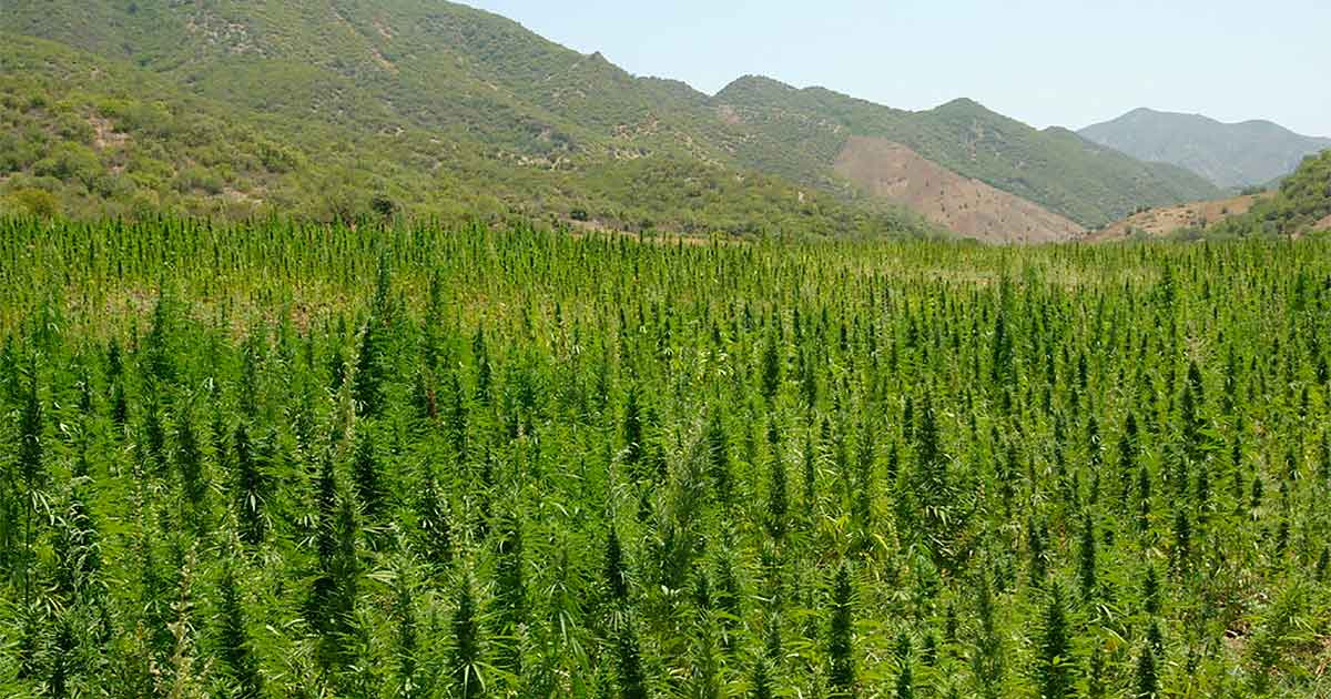 Licencias de cannabis en Marruecos