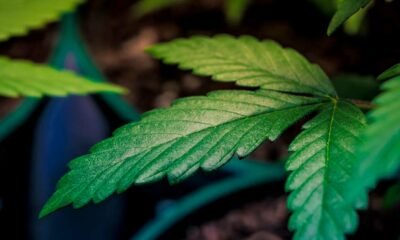 Legalización del cannabis y psicosis