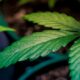 Legalización del cannabis y psicosis