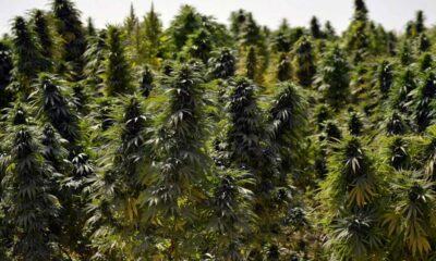 Cultivo de cannabis en Afganistán