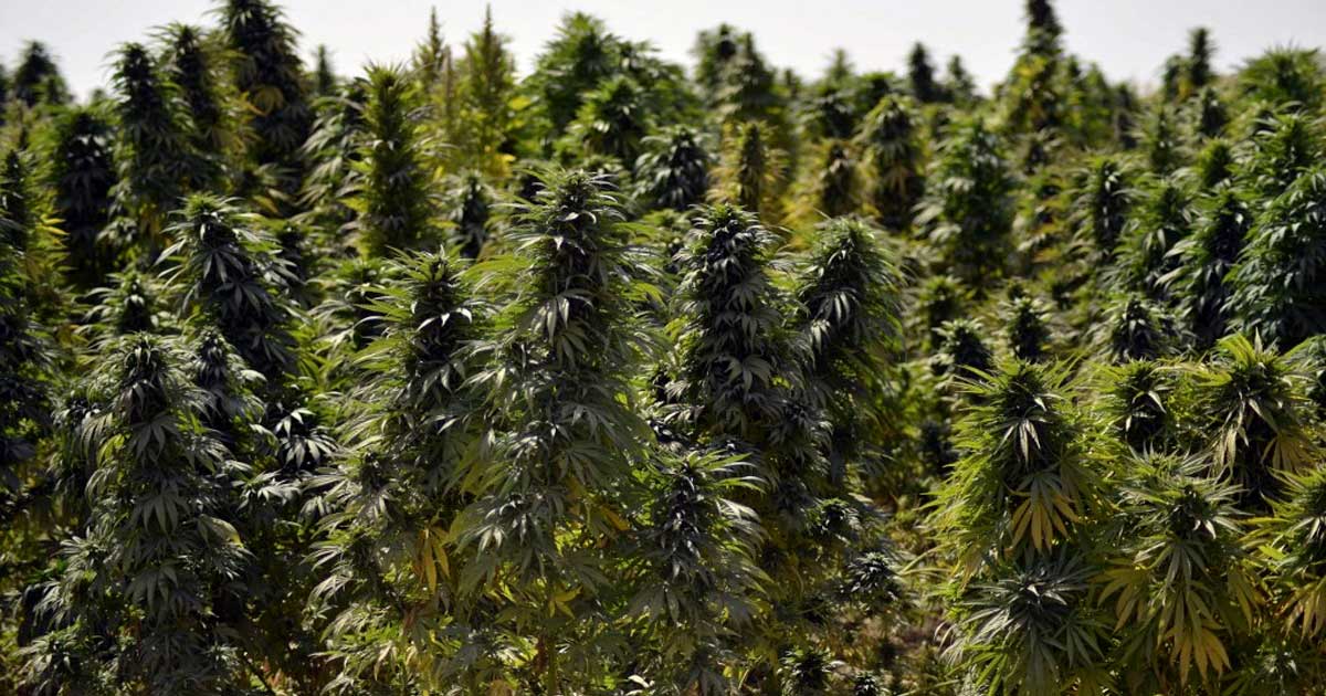 Cultivo de cannabis en Afganistán
