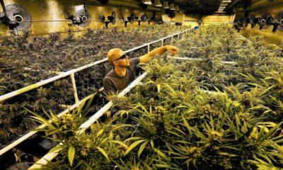 Washington y el comercio interestatal de cannabis