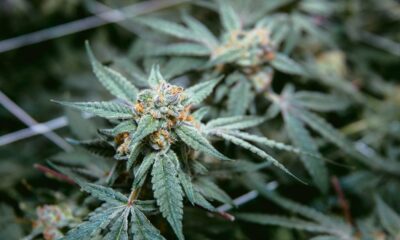 Legalización del cannabis en Delaware