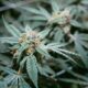 Legalización del cannabis en Delaware