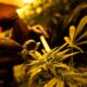 El ejército italiano detiene el cultivo de cannabis