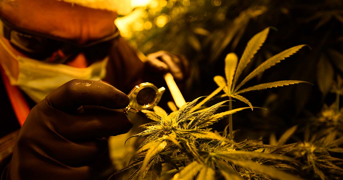 El ejército italiano detiene el cultivo de cannabis