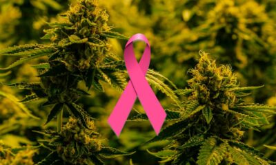 Estudio sobre el cáncer y el cannabis