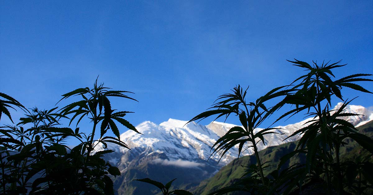 Cannabis en Nepal