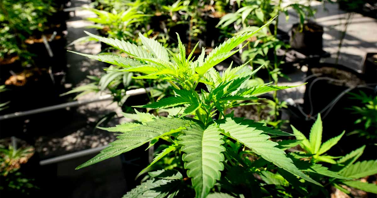 Minnesota legaliza el cannabis