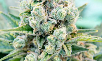 Flores de cannabis Aurora